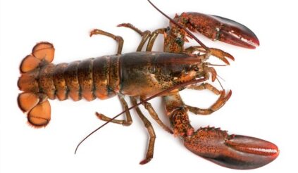 How do lobsters communicate