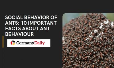 Social Behavior of Ants