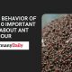 Social Behavior of Ants
