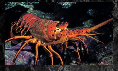 How Do Lobsters Communicate