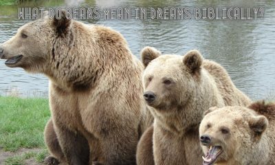 What Do Bears Mean In Dreams Biblically