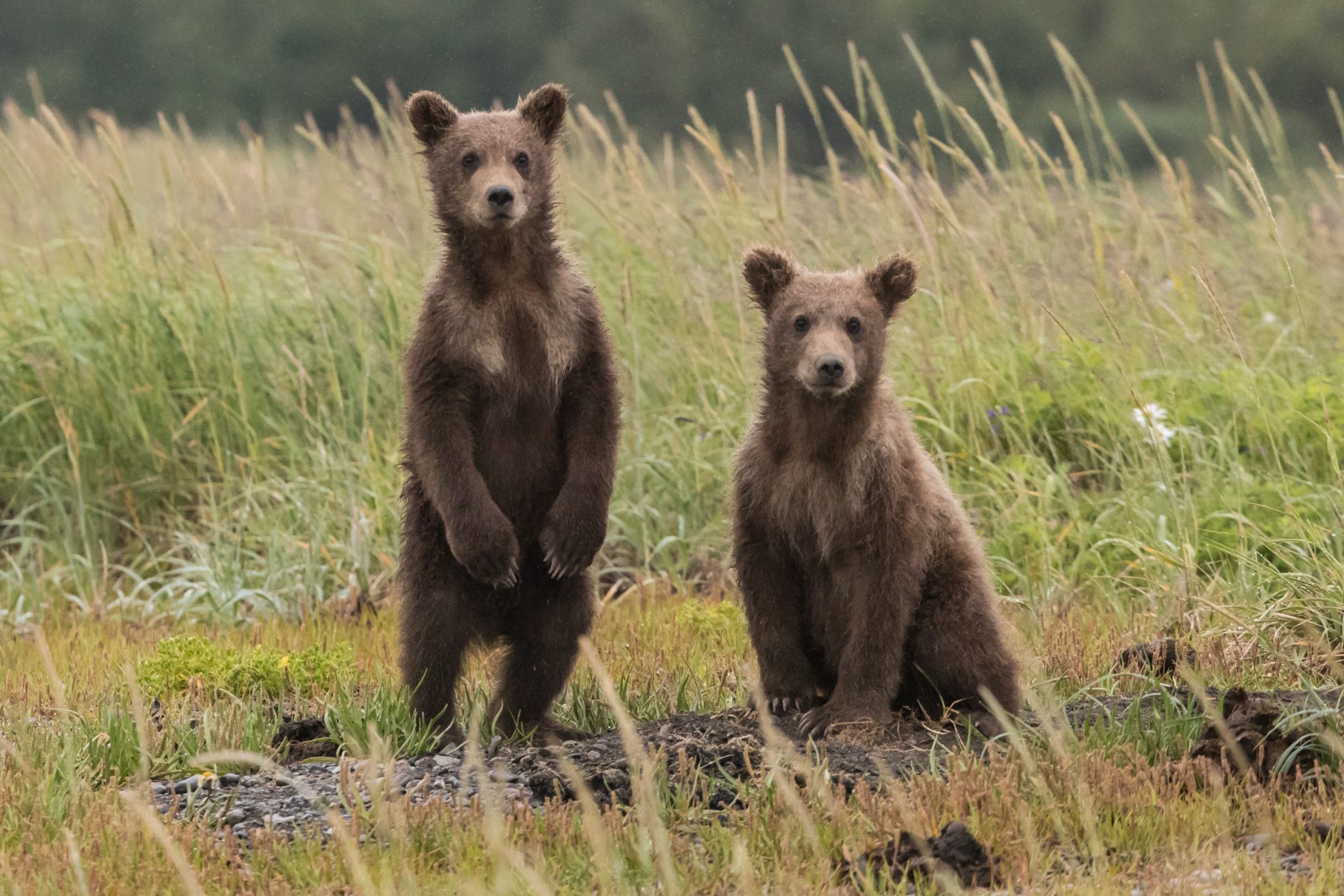 what-do-bears-mean-in-dreams-biblically